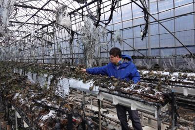 20260312 창리 비닐하우스 화재피해현장 점검 (25).JPG